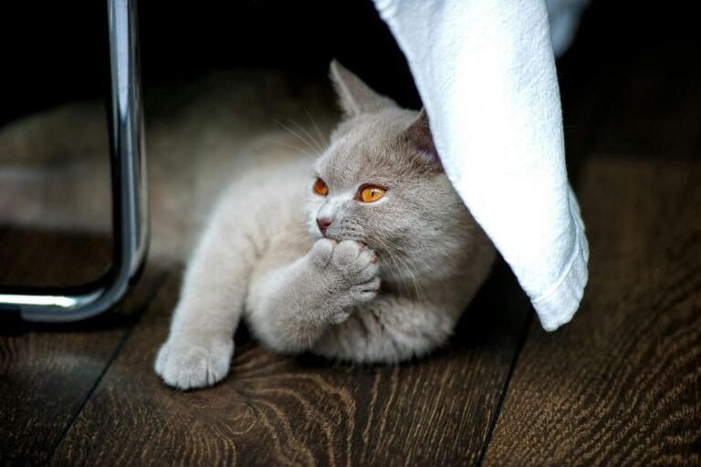 O que é um Gatil British Shorthair?