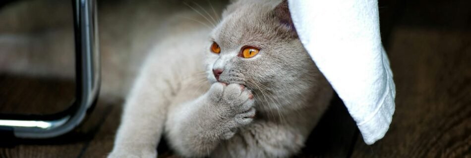 O que é um Gatil British Shorthair?